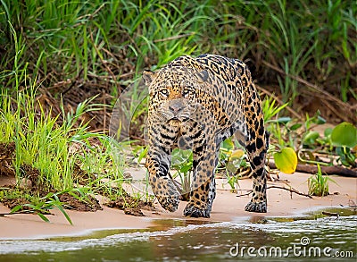 Beautiful jaguar walks along river`s edge Stock Photo