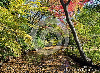 Beautiful japanese garden in autumn, Tokyo Stock Photo