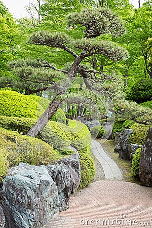 Beautiful japanese style garden with walkway and japan ancient tree at Kawaguchiko Stock Photo
