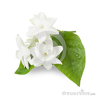 Beautiful Jasmine flower Stock Photo
