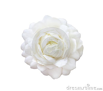 Beautiful jasmine white flower isolated on white background. Stock Photo