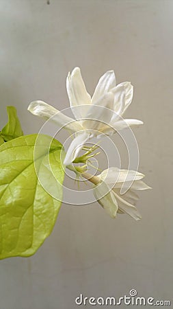 Beautiful Jasminum flower spreading great fragrance Stock Photo