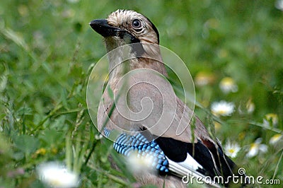 Beautiful Jay bird Stock Photo