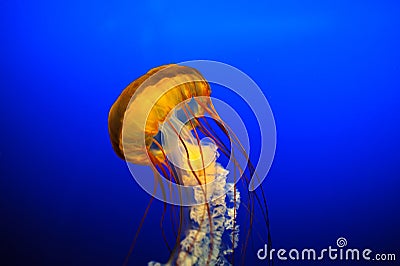 Beautiful Jelly Fish Stock Photo