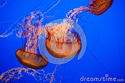 Beautiful jelly fishes Stock Photo