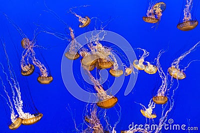 Beautiful jelly fishes Stock Photo