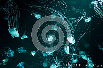 Beautiful jellyfish aesthetic intertwining jellyfish tentacles on dark background Stock Photo