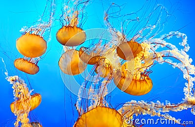 Beautiful jellyfish in aquarium, fantastic light Stock Photo