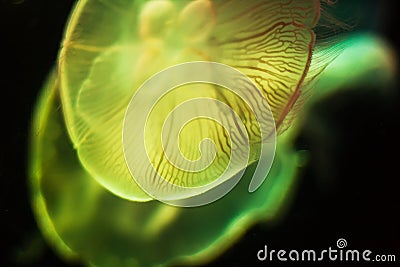 Beautiful Jellyfish drifting at the sea life Aquarium Stock Photo