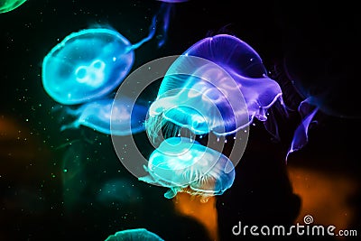 Beautiful Jellyfish drifting at the sea life Aquarium Stock Photo