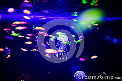 Beautiful jellyfish, medusa in the neon light with the fishes. Aquarium with blue jellyfish and lots of fish. Making an aquarium Stock Photo