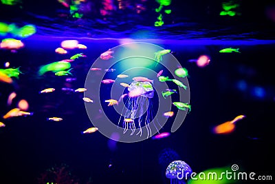 Beautiful jellyfish, medusa in the neon light with the fishes. Aquarium with blue jellyfish and lots of fish. Making an aquarium Stock Photo