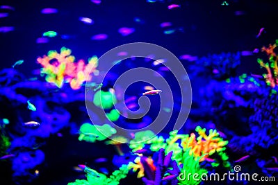 Beautiful jellyfish, medusa in the neon light with the fishes. Aquarium with blue jellyfish and lots of fish. Making an aquarium Stock Photo