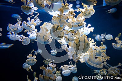 Beautiful jellyfish, medusa in the neon light with the fishes. Aquarium with blue jellyfish and lots of fish. Making an aquarium Stock Photo