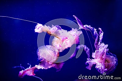 Beautiful jellyfish, medusa in the neon light with the fishes. Aquarium with blue jellyfish and lots of fish. Making an aquarium Stock Photo