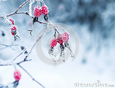 Juicy red rosehip berries hanging in the winter garden covered Stock Photo