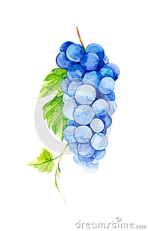 Beautiful, juicy, ripe bunch of grapes.Watercolor illustration isolated on white background Cartoon Illustration