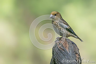 Beautiful juvenile Hawfinch Coccothraustes coccothraustes on a branch in the forest of Noord Brabant in the Netherlands. Stock Photo