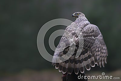 Beautiful Juvenile Northern Goshawk juvenile Accipiter gentilis on a branch in the forest of Noord Brabant in the Netherlands. Stock Photo
