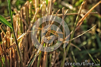 Beautiful juvenile orange butterfly on the grass field in cilacap Indonesia 12 September 20 Stock Photo