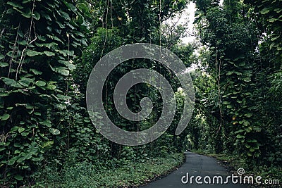 Beautiful Kalapana road with tree. Kapoho road Stock Photo