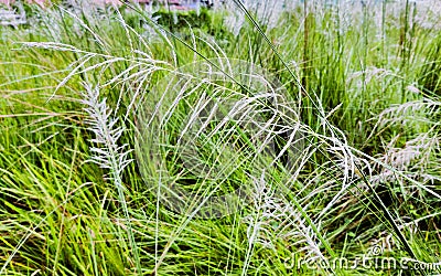 Saccharum spontaneum or Kash Phool, grows during the Autumn in the Indian Subcontinent Stock Photo