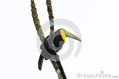 Beautiful Keel-billed Toucan Ramphastos sulfuratus perched on a tree branch Stock Photo