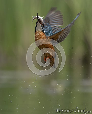 Beautiful kingfisher bird fishing for fish Stock Photo
