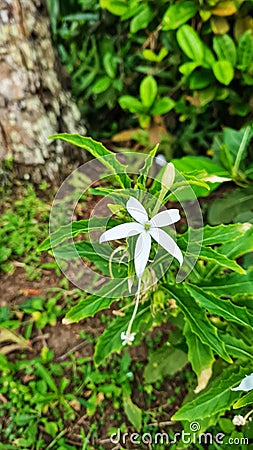 A beautiful Kitolod flower is blooming Stock Photo