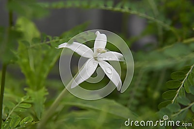 Beautiful kitolod Isotomo longiflora with dew drop Stock Photo