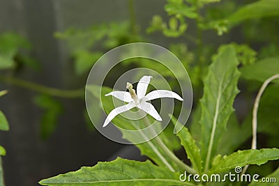 Beautiful kitolod Isotomo longiflora with dew drop Stock Photo