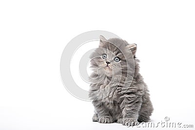 Beautiful kitten sits on a white background in isolation Stock Photo