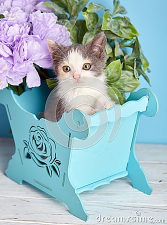 A beautiful kitty with decorations. On a blue background. Stock Photo