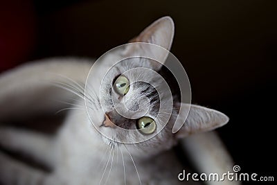 Beautiful kitty in a litter box Stock Photo