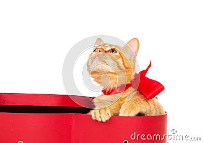 Beautiful kitty with a ribbon sits in a box Stock Photo