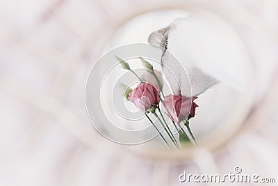 Beautiful kitty smelling eustoma flowers reflection in mirror on soft fabric. Hello spring. Scent Stock Photo