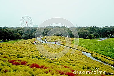 Beautiful kochias hill in autumn season at Hitachi seaside park Stock Photo