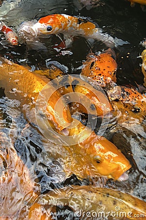 Koi fish. Stock Photo