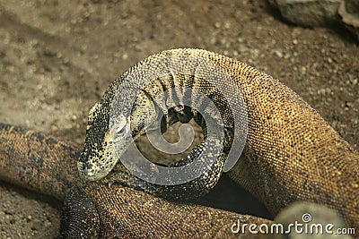 Beautiful Komodo dragon lizard in all its beauty. The head of Varanus komodoensis, which is looking for suitable food. species of Stock Photo