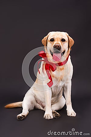 Beautiful labrador with red ribbon on neck. Stock Photo