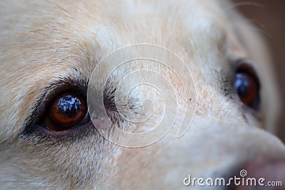 Beautiful labrador retriever dog`s eyes. Extreme acuity, sixth sense. Stock Photo