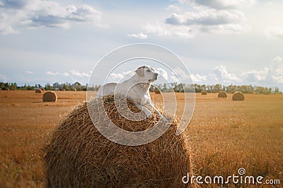 Beautiful Labrador retriever, dog walking in a field, Stock Photo