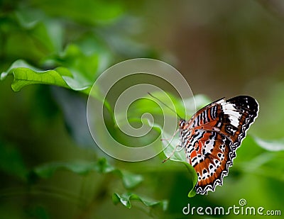 A beautiful lacewing butterfly Stock Photo