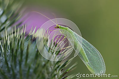 A beautiful Lacewing Chrysopidae sits on a grass stalk on a dark background. Stock Photo
