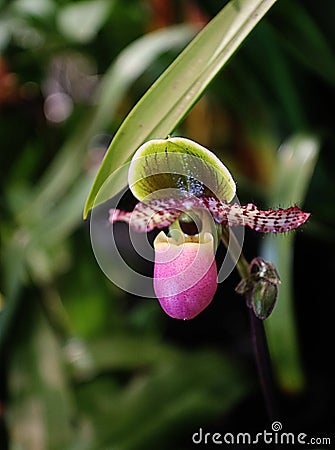 Beautiful Lady Slipper`s orchid blossom Stock Photo