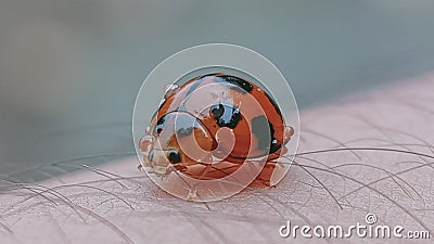 Beautiful ladybug on a human arm Stock Photo