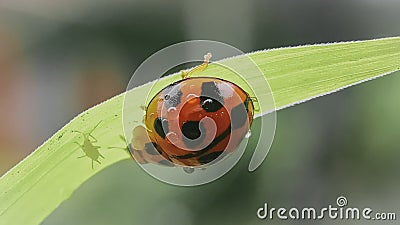 Beautiful ladybug on a leaf Stock Photo