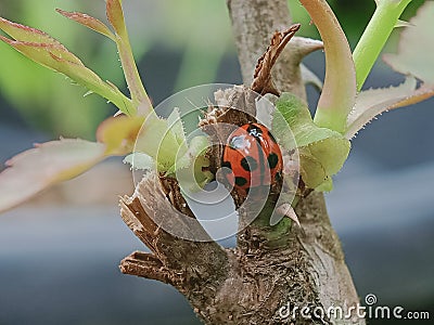 Beautiful ladybug on a rose tree Stock Photo