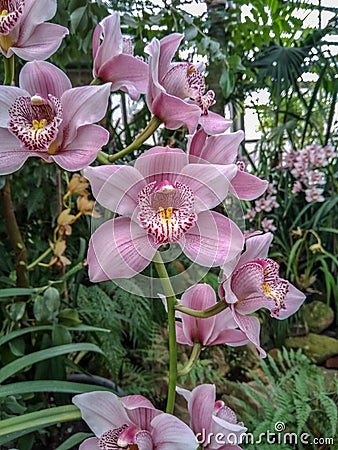 Beautiful laelia flower Stock Photo