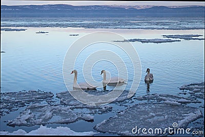 Beautiful Lake Balaton with three swans Stock Photo